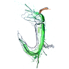 Jalapeño