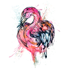 flamingo