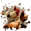 lucky chicken picking