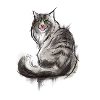 Norwegian Forest Cat