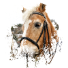 Hest fik brugt tøj på