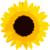 tournesol