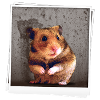 Hamster Photo