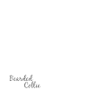 COLLIE ASARDATO Ritratto di Wilsign