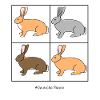 German giant rabbits