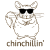 chinchilla