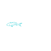 Swimming against the tide - fish