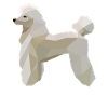 caniche