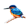 Kingfisher - Kingfisher