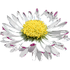 wundervolles Gänseblümchen, Daisy, Blume, Blüte