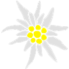Edelweiss flower