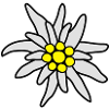 Blüte, Edelweiß