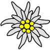 Edelweiss fleur