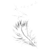 feather
