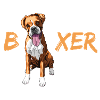 boxer