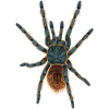 spider tarantula Illustration without shadow