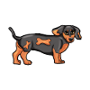 dachshund