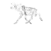 Moose