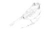 Vogel