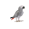 Gray parrot parrot