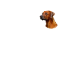 Rhodesian Ridgeback