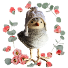 piepmatz