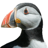 PUFFIN