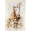 girafes