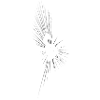 Phoenix des cendres