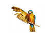 Macaw parrot