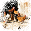 Happy chickens on the farm