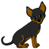 Chihuahua black