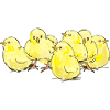 chick