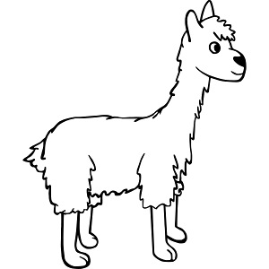 Lama schwarz