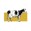Cow cows