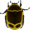 Flower Beetle