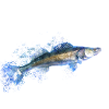 Frosty zander angler