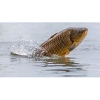 carp