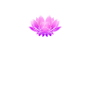 Lotus Meditation Yoga