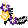 Fleurs Habiscus