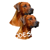 Rhodesian Ridgeback