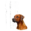 Rhodesian Ridgeback