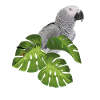 Grey Parrot Parrot