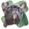 french bulldog looks totally cute