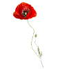 poppy