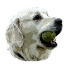 Labrador with Ball