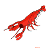 Lobster / Lobster