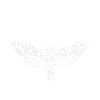 Triangle papillon insecte