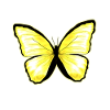 Butterfly yellow citrus butterfly