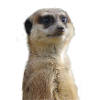 Meerkats photo